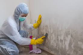 Mold Documentation for Insurance Claims